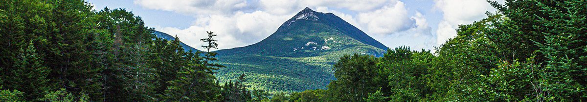 trees and mountain