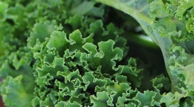 kale leaves