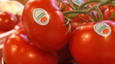 red tomatoes on vine