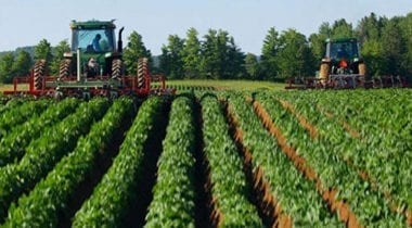 large potato field