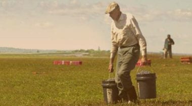 vintage photo of man gathering blueberries 